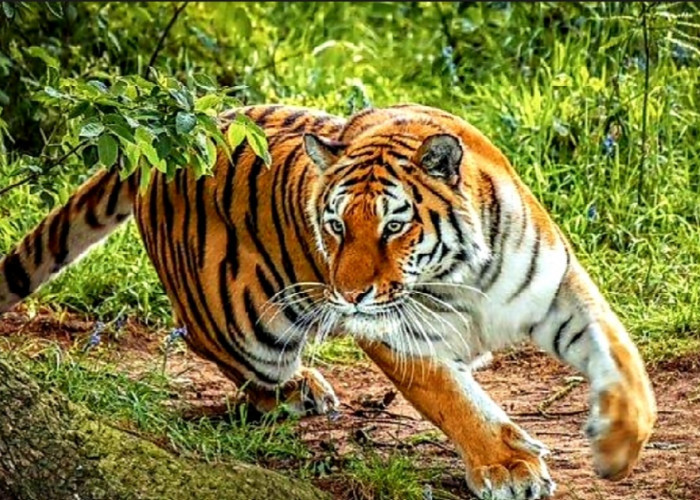 Manusia Harimau Memiliki Kekuatan dan Kecepatan Benarkah Ada? Simak Juga Soal Inyiak Balang