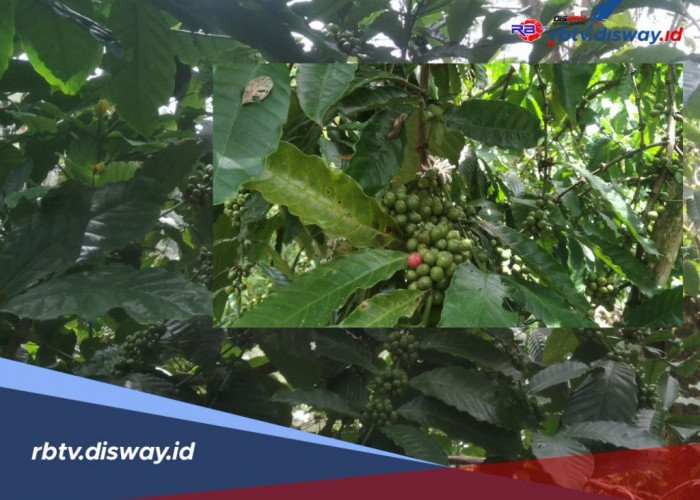 Sempat Anjlok, Kini Harga Kopi di Lebong Kembali Naik, Jadi Segini 