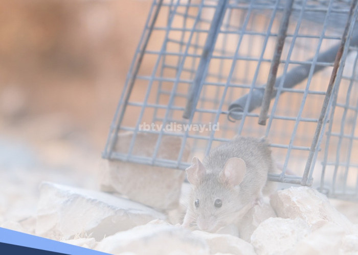 Setelah Hujan, Tikus Sering Masuk Rumah, Begini Cara Usir Tikus Pakai Bahan Alami