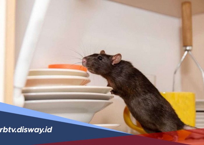 Repot Banyak Tikus di Rumah? Begini Cara Ampuh Usir Tikus Tanpa Racun
