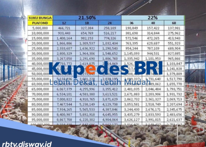 Pinjaman Kupedes BRI Rp 35 juta, Begini Cara Bayar Angsuran Yarnen Bagi Peternak Ayam