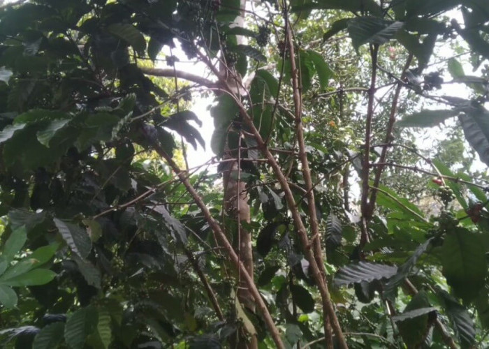Petani Kopi di Lebong Sumringah, 7 Kelompok Tani Dapat Bantuan Bibit Kopi Arabika