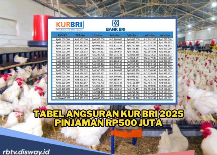 Tabel KUR BRI 2025 Pinjaman 500 juta untuk UMKM Seperti Usaha Ayam Broiler