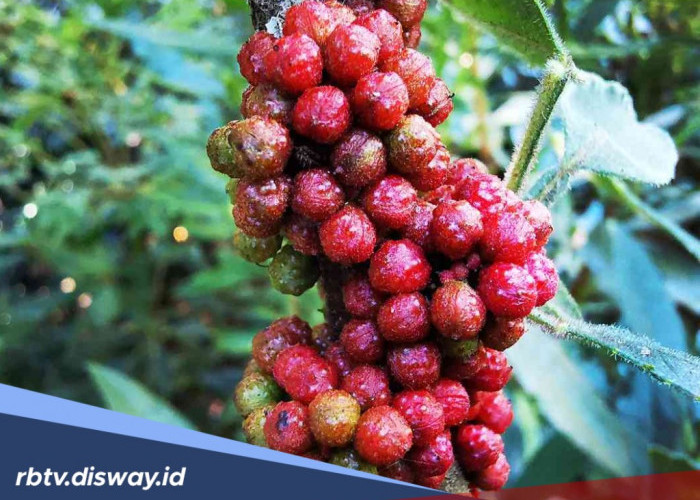 7 Manfaat Merica Batak untuk Kesehatan, Apa saja Kandungannya?