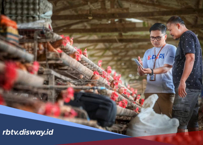 KUR BRI Pinjaman Rp 65 Juta untuk Peternak Ayam, Pilih Tenor Sesuai Kemampuan Bayar