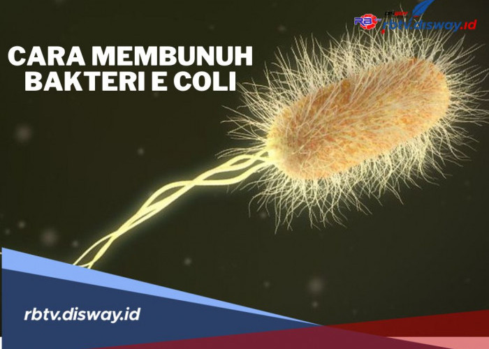 6 Cara Membunuh Bakteri E.Coli dengan Bahan Alami, Terbukti Efektif