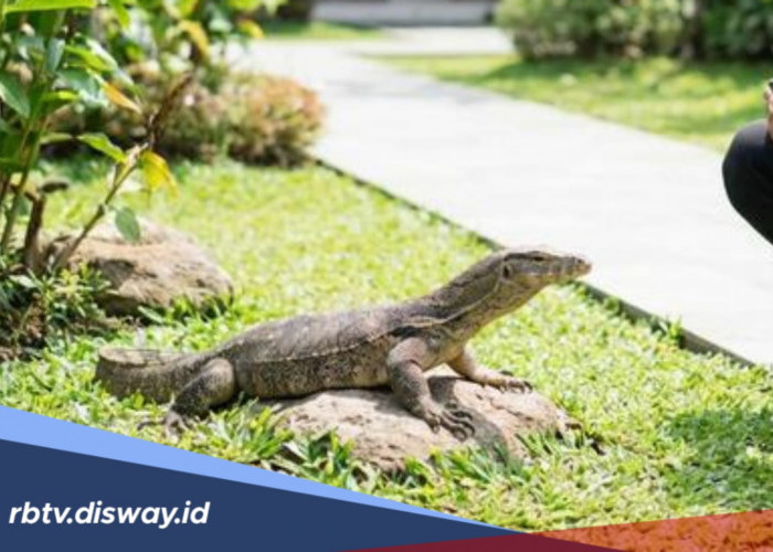 Konsumsi Daging Biawak Halal atau Haram Dalam Islam? Begini Penjelasannya