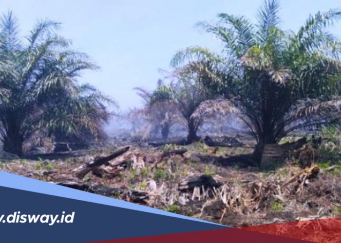 Musim Kemarau Panjang, Ini Dampaknya bagi Tanaman Kelapa Sawit