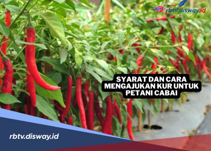 Solusi Modal Usaha Petani Cabai, Cek Syarat dan Cara Ajukan KUR Tahun 2025