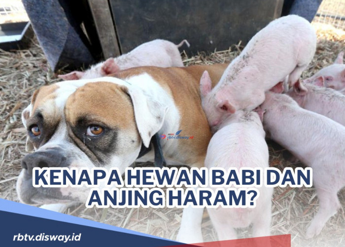 Sangat Dilarang Dalam Islam! Ini Penjelasan Kenapa Babi dan Anjing Menjadi Haram
