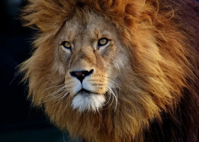 6 Ciri Orang Miliki Khodam Singa Emas, Jarang Mandi Namun Cocok Jadi Pemimpin