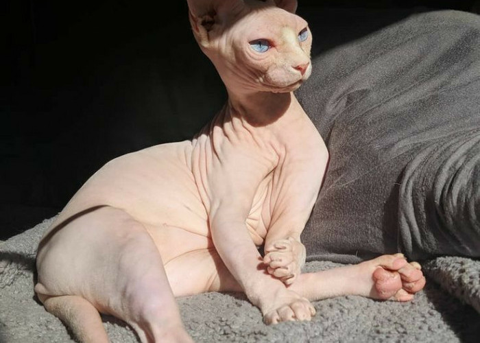 Kucing Sphynx, Kucing Tanpa Bulu yang Unik dan Punya Banyak Keistimewaan