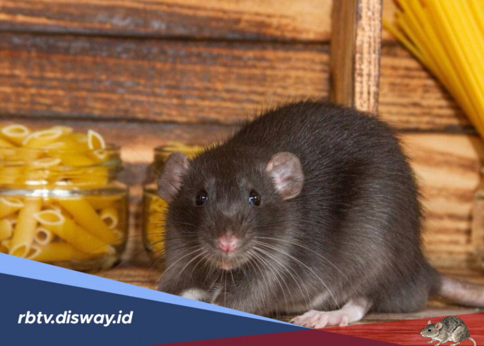 Penyebab Tikus Sering Masuk Rumah dan Cara Mencegahnya Paling Efektif