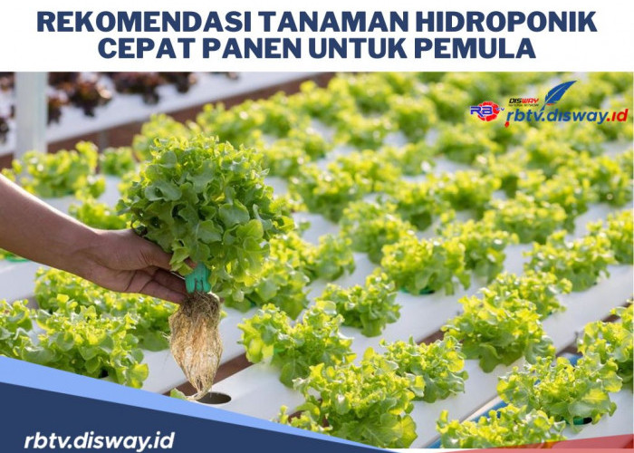 10 Rekomendasi Tanaman Hidroponik Cepat Panen, Cocok untuk Pemula