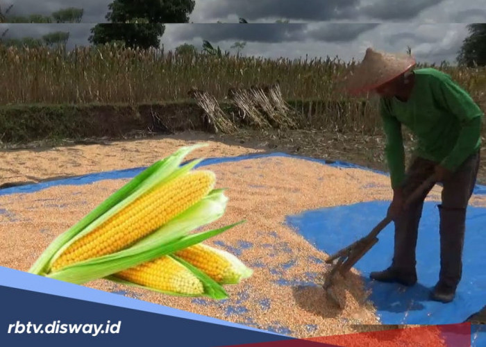 Awal Juni Bulog Tampung Jagung Hasil Panen Petani, Segini Harga dan Spesifikasi Jagung yang Bisa Dibeli 
