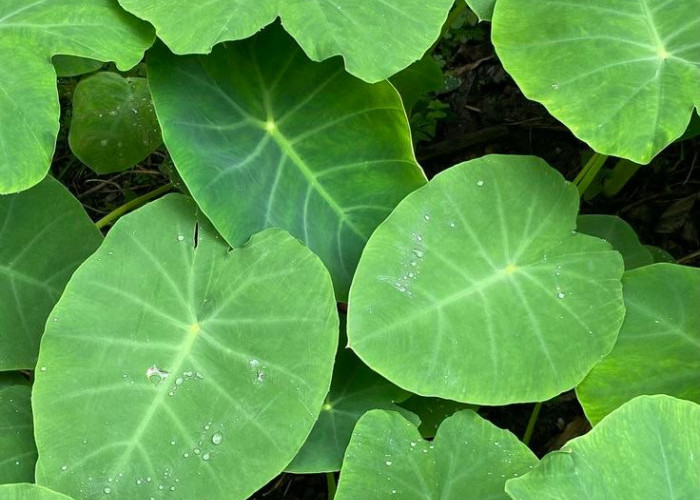 Seperti Ini Manfaat Daun Talas untuk Kecantikan, Anda Bisa Mengolahnya