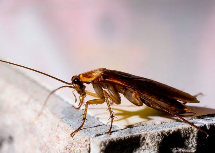 Mitos dan Kepercayaan Seputar Kecoa Masuk Rumah, Pertanda Apa?