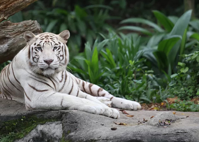 Terungkap, Weton Pon Disukai Khodam Macan Putih Karena Hal Ini
