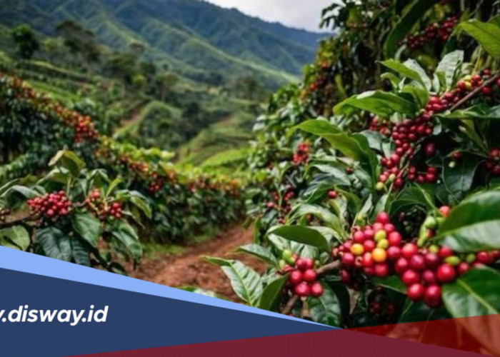 Daftar Daerah Penghasil Kopi Terbesar di Indonesia, Sumatera Nomor 1?