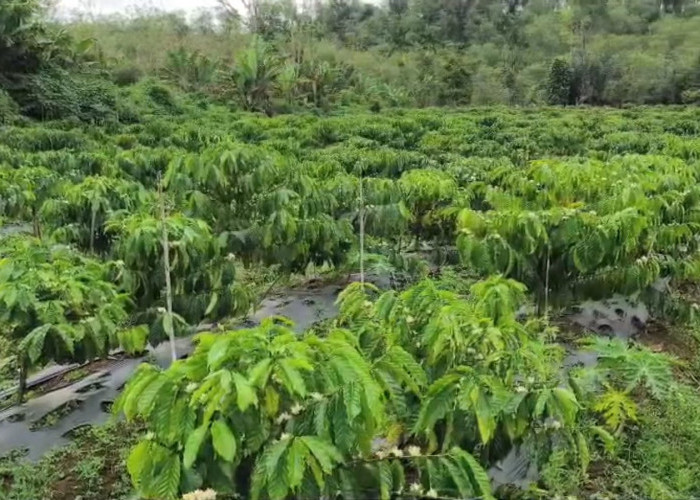 Selamat, 10 Kebun Warga Kepahiang Masuk Sepuluh Besar Lomba Pengolahan Kebun Kopi Petani Lokal