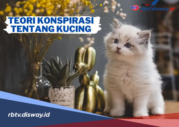 Teori Konspirasi Tentang Kucing, Dianggap Sebagai Mata-mata Alien