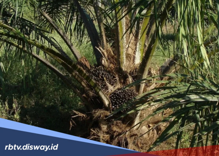 Cara mengatasi Penyakit Busuk Umbut atau Bud Rot pada Tanaman Kelapa Sawit