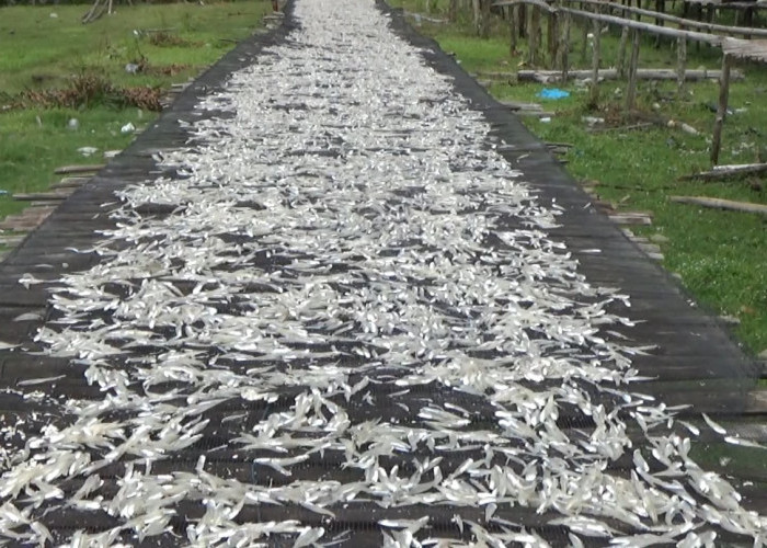 Pemkab Mukomuko Bakal Update Pendataan Hasil Tangkapan Ikan