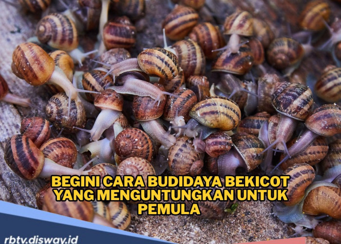 Cara Budidaya Bekicot yang Menguntungkan untuk Pemula Mudah, Murah, dan Minim Risiko