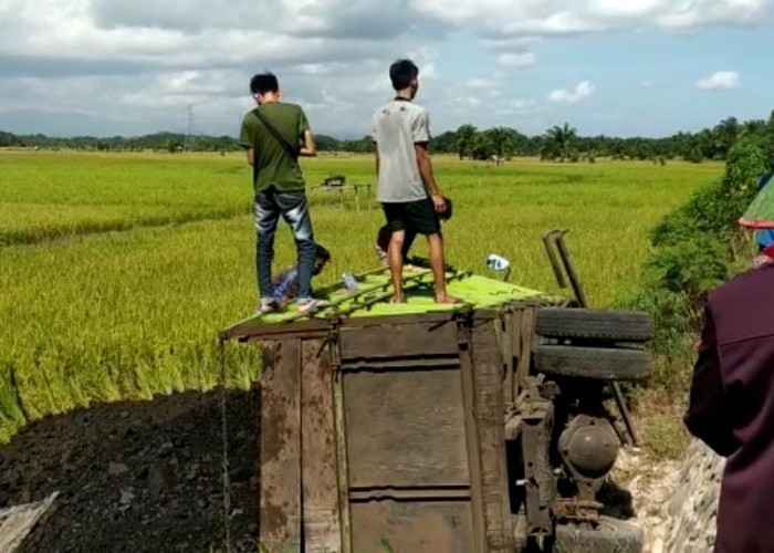 Elak Tabrakan, Dump Truck Batubara Pilih Nyemplung ke Sawah 