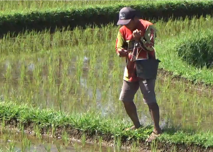 Ancaman Gagal Panen, Tanaman Padi Petani di Kemumu Diserang Hama Tikus 