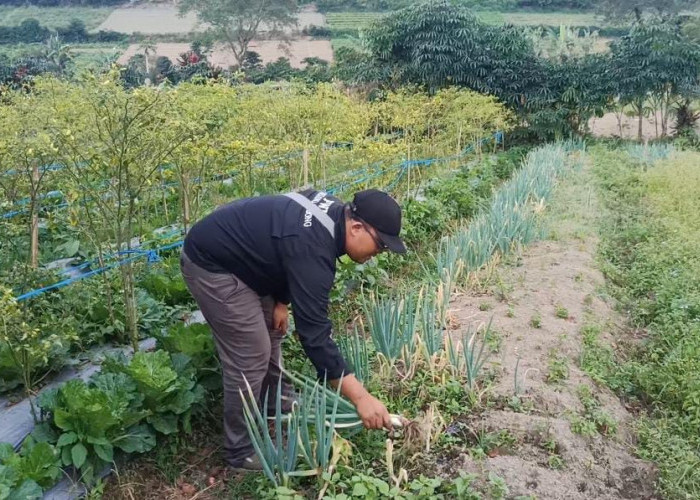 Petani di Rejang Lebong Keluhkan Harga Sayuran Terus Anjlok, Ini Daftar Harga Terbarunya