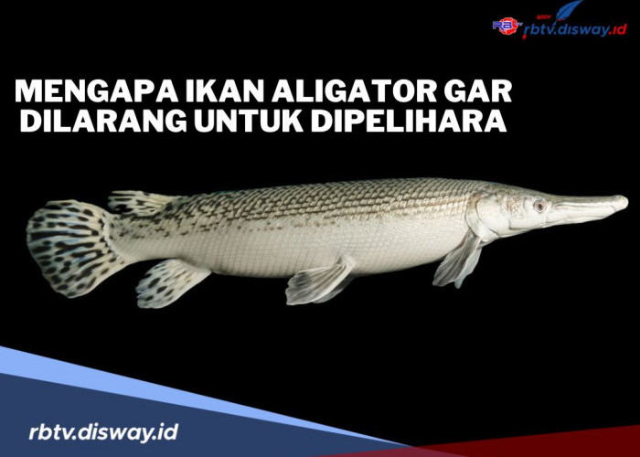 Mengapa Ikan Aligator Gar Dilarang untuk Dipelihara di Indonesia? Ini Alasannya