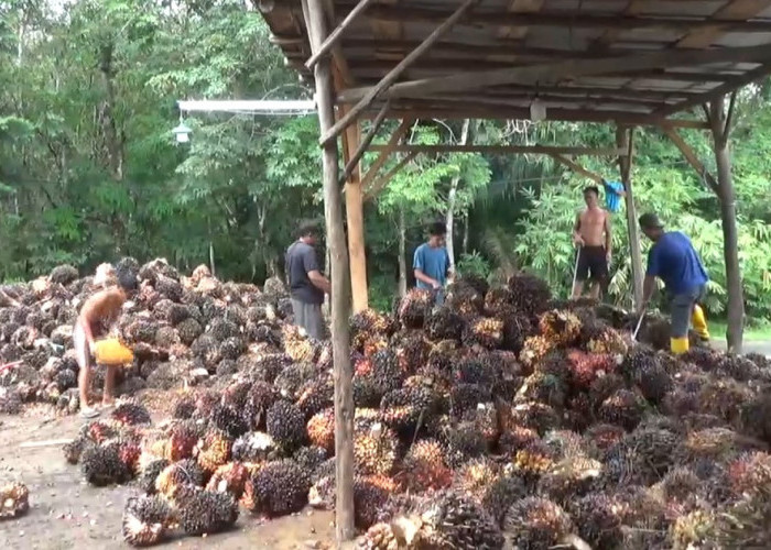 Harga TBS Sawit di Bengkulu Utara Stabil, Berikut Rinciannya 