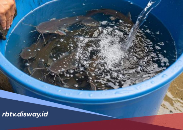 Cara Ternak Ikan Lele Bagi Pemula di Ember, Mudah Dilakukan dan Cepat Panen 