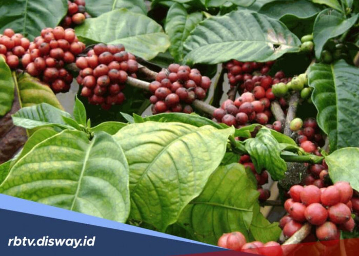 Begini Cara Mengatasi Penyakit Bercak Buah Cercospora pada Tanaman Kopi