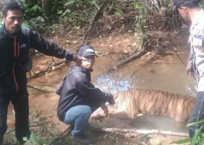 Harimau Sumatra Jantan Ditemukan Jadi Bangkai di Anak Sungai SP 4 Mukomuko Bengkulu