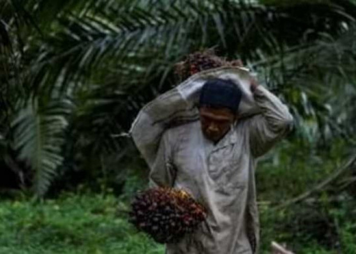 El Nino Bisa Sebabkan Ini Pada Tanaman Kelapa Sawit