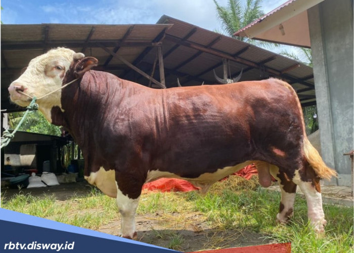 Mukomuko Dapat Bantuan 1 Ekor Sapi Kurban dari Presiden, Bobotnya Segini
