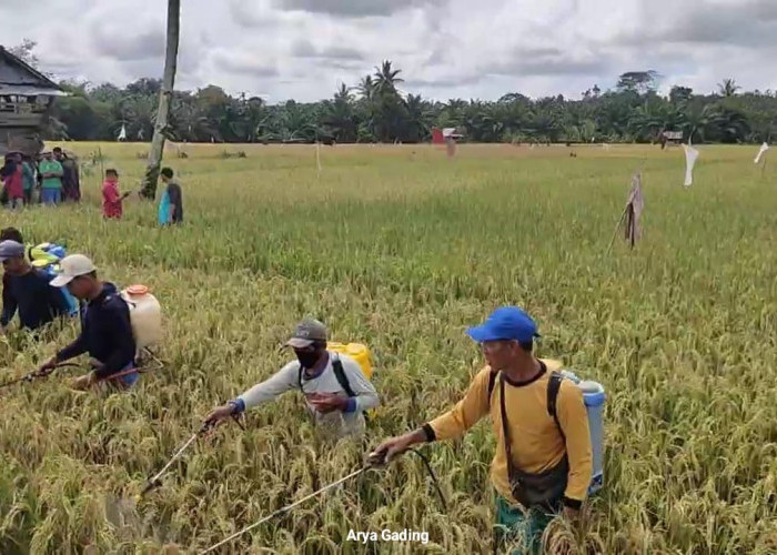 Kewalahan Atasi Hama Wereng dan Tikus, Distan Seluma Gunakan Semua Cara