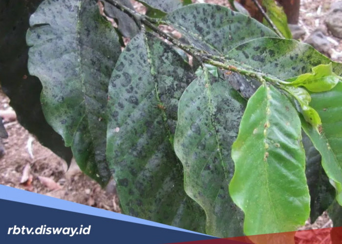 Begini Cara Mengatasi Penyakit Jamur Jelaga pada Tanaman Kopi
