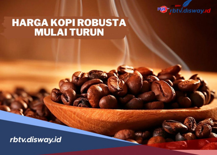 Petani Kopi Mulai Cemas, Harga Kopi Robusta Mulai Turun, Segini Harganya Per Kg