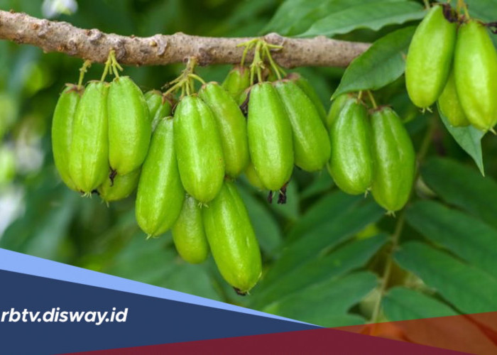 Merawat Kecantikan dengan Khasiat Belimbing Wuluh, Cek Manfaatnya Berikut