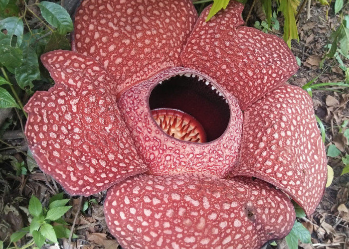 Bunga Rafflesia Arnoldi Hasil Budidaya Mang Gupek Mekar Lagi