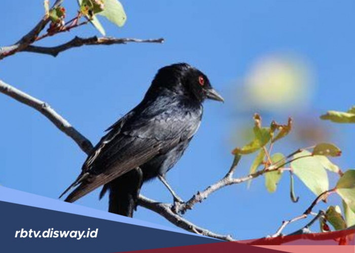 Mitos Melihat dan Mendengar Suara Burung Gagak di Pagi dan Malam Hari Menurut Primbon Jawa