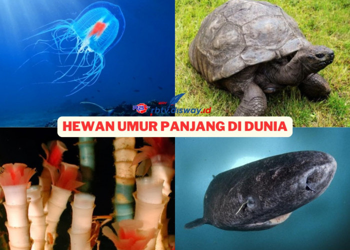 Daftar 10 Hewan Berumur Panjang di Dunia, Ada yang Bisa Hidup Abadi, Apa Saja?