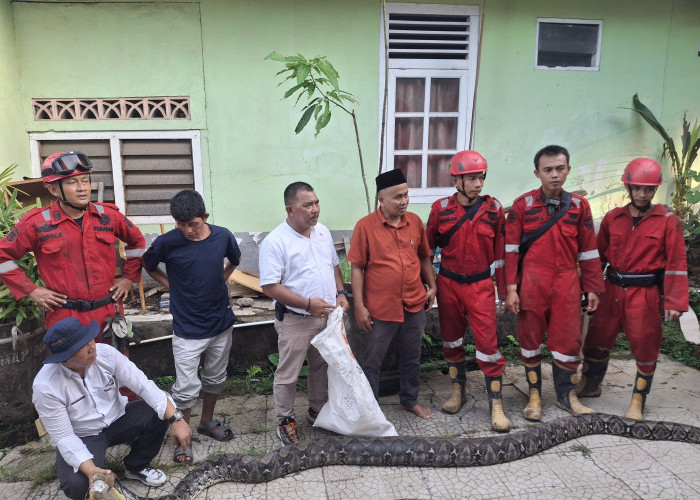 Ular Piton 5 Meter Bersarang di Hotel, Ketahuan Saat Mangsa Kucing 