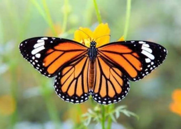 Arti Kupu-kupu Masuk Rumah Berdasarkan Waktu dan Warnanya, Tidak hanya akan Datang Tamu