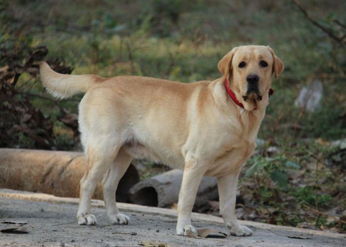 Mitos Anjing Menggonggong di Malam Hari, Masih Banyak Dipercaya