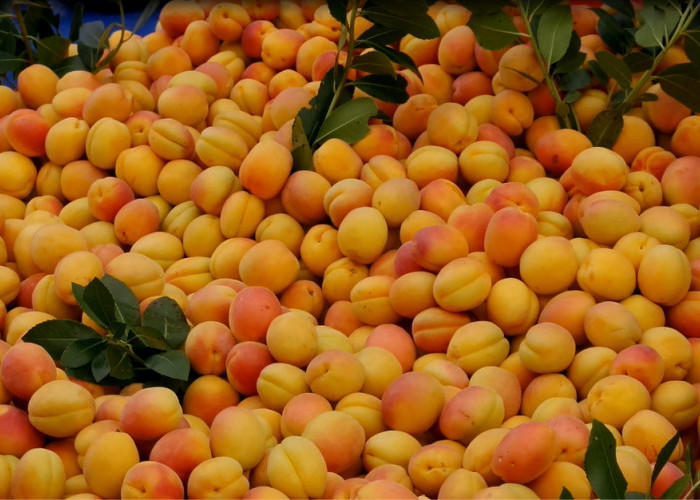 Kopi Sianida Jesicca Kembali Viral, Ternyata Ada Buah yang Mengandung Sianida Alami