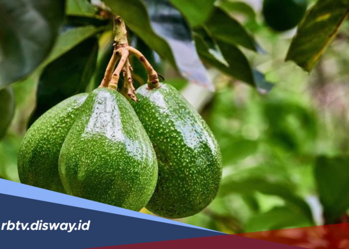 Panduan Pemupukan dan Perawatan Pohon Alpukat agar Tumbuh Subur dan Berbuah Lebat